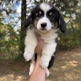 Java - Black and white male American Corgi puppy in Foreman Ar., Arkansas from Grassy Lake Corgis
