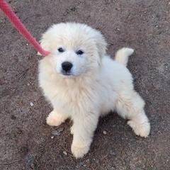 Great Pyrenees from Chase Great Pyrenees