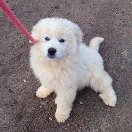 Great Pyrenees from Chase Great Pyrenees