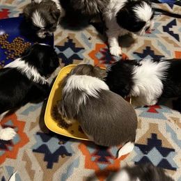 Shih Tzu Puppies from Beachamp’s Shih tzu’s