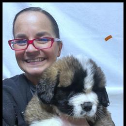Orange - Mahogany and white male Saint Bernard puppy in New Philadelphia, Ohio from Fletchers Saints
