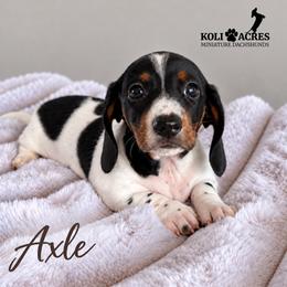 Axle - Piebald male Dachshund puppy in Kemp, Texas from Koli Acres