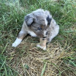 Sparrow - Australian Shepherd puppy in Otis, Oregon from Heritage Hill Aussies
