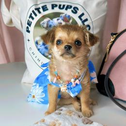 Chihuahua Puppies from Petite Pups LLC
