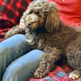 Cosmo - Brown and white Aussiedoodle puppy in Marion, North Carolina from Puddles' Puppies