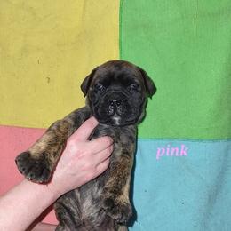 Girl 4 - female Bullmastiff puppy in Wakarusa, Indiana from Watchman Kennels