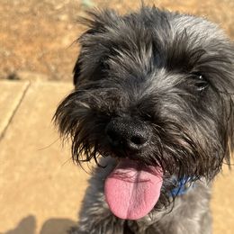 Miniature Schnauzers from Murphree Valley Kennels