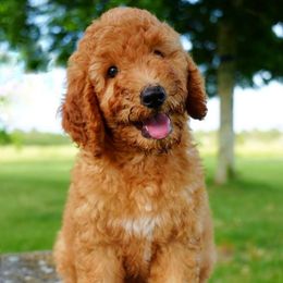 Lizzie - Brown and white female Bernedoodle puppy in Folsom, Louisiana from DoodlesFarmCo