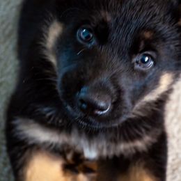 German Shepherd Puppies from Hutchens German Shepherds - Kennel and Training