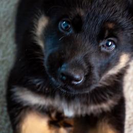 German Shepherd Puppies from Hutchens German Shepherds - Kennel and Training