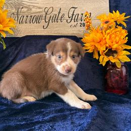 Huck - White and red male Border Collie puppy in Moody, Texas from Narrow Gate Farm