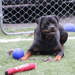 Rottweiler All Grown Up from Vangard's Rottweilers