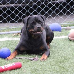 Rottweiler All Grown Up from Vangard's Rottweilers