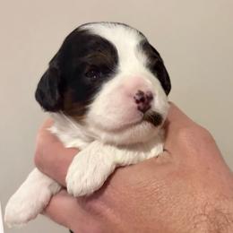 Juliet - Tri-color female Cavapoo puppy in Awendaw, South Carolina from LierChonPoo