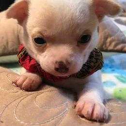 Chihuahua Puppies from Chilove Chihuahuas
