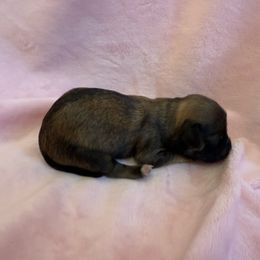 Kloe - Gold sable female Havana Silk Dog puppy in Marlboro, Vermont from Maplewood Silks