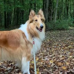 Collies from Sunset Meadows Collies