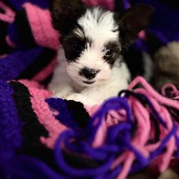 Casper - Parti male Yorkshire Terrier puppy in Hope, Indiana from DJ Yorkies