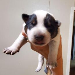 Full mask - Blue speckled male Australian Cattle Dog puppy in Lenoir, North Carolina from Blue Coyote Ranch