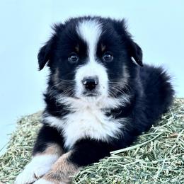 Santa - Black tri male Miniature American Shepherd puppy in Bayard, Nebraska from Puppies by Alies