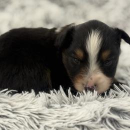 Brody - Black tri male Miniature Australian Shepherd puppy in Ambrose, Georgia from Brandilyn's Aussies