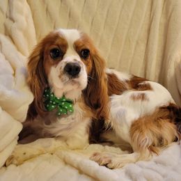 Rexford - Cavalier King Charles Spaniel
