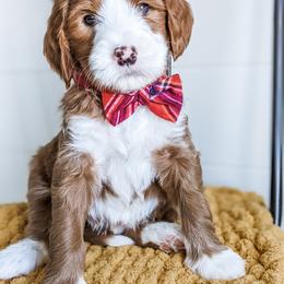 Goldendoodle Puppies from Mitten Doodles