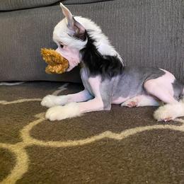 Chihuahua and Chinese Crested Puppies from Western Kentucky Chihuahua’s and Chinese Crested’s