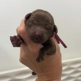 Molly - Pink Collar - Chocolate female Labrador Retriever puppy in Elloree, South Carolina from Moonlight Kennels LLC
