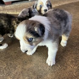 Miniature Australian Shepherd and Toy Australian Shepherd Puppies from T’s Mini and Toy Aussies