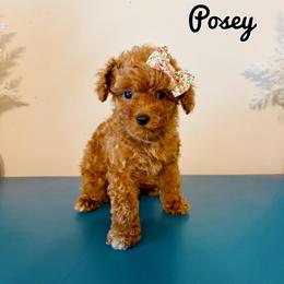 Posey - Red  female Poodle puppy in Morehead, Kentucky from Paw Perfect Pets