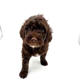 Summit - Chocolate male Goldendoodle puppy in Danielsville, Georgia from Meg's Doodles and Poodles