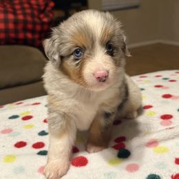 Aubrey - Blue merle female Miniature American Shepherd puppy in Plant City, Florida from Osborne & Stormborn FL Kennels