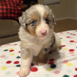 Aubrey - Blue merle female Miniature American Shepherd puppy in Plant City, Florida from Osborne & Stormborn FL Kennels