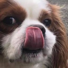 Cavalier King Charles Spaniels from Shady Cove Cavaliers, Southern Or.