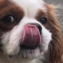 Cavalier King Charles Spaniels from Shady Cove Cavaliers, Southern Or.