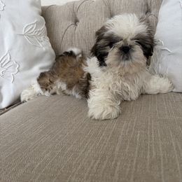 Peach - Gold and white female Shih Tzu puppy in Palmetto Bay, Florida from Happy Hour Shih Tzus