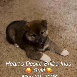 SUKI - Red male Shiba Inu puppy in Derby, Kansas from Heart’s Desire Shiba Inus