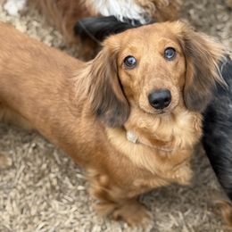 Sweet Pea - Dachshund