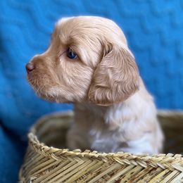 Australian Labradoodle Puppies from Salona- Australian Labradoodles of North America