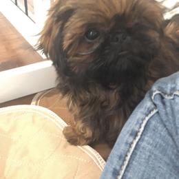 Shih Tzu Puppies from Little Miracles Shih Tzu