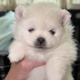 Boy 1 - White male Pomeranian puppy in Kennesaw, Georgia from Cream Puffs Pomeranians