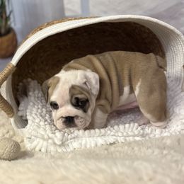 Bulldog Puppies from Sweet Rolls
