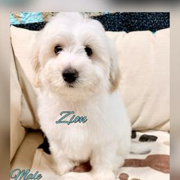 Zion - Fawn and white male Sheepadoodle puppy in Roseburg, Oregon from Sharon’s Sheepadoodle’s