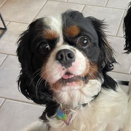 Nova - Cavalier King Charles Spaniel