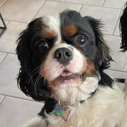 Nova - Cavalier King Charles Spaniel