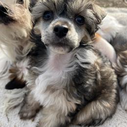 Teddy Bear - Sable male Chinese Crested puppy in Springfield, Oregon from Rose’s Chinese Cresteds