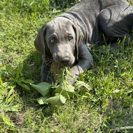 Weimaraner Puppies from Meadow Ridge Weims and Danes