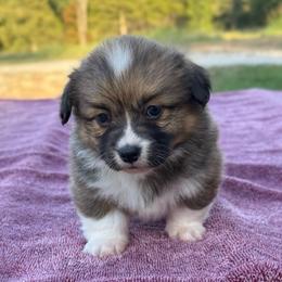 Maple (Fluffy) - 2100 - Sable and white female American Corgi puppy in Fayetteville, Arkansas from Intergalactic Corgis