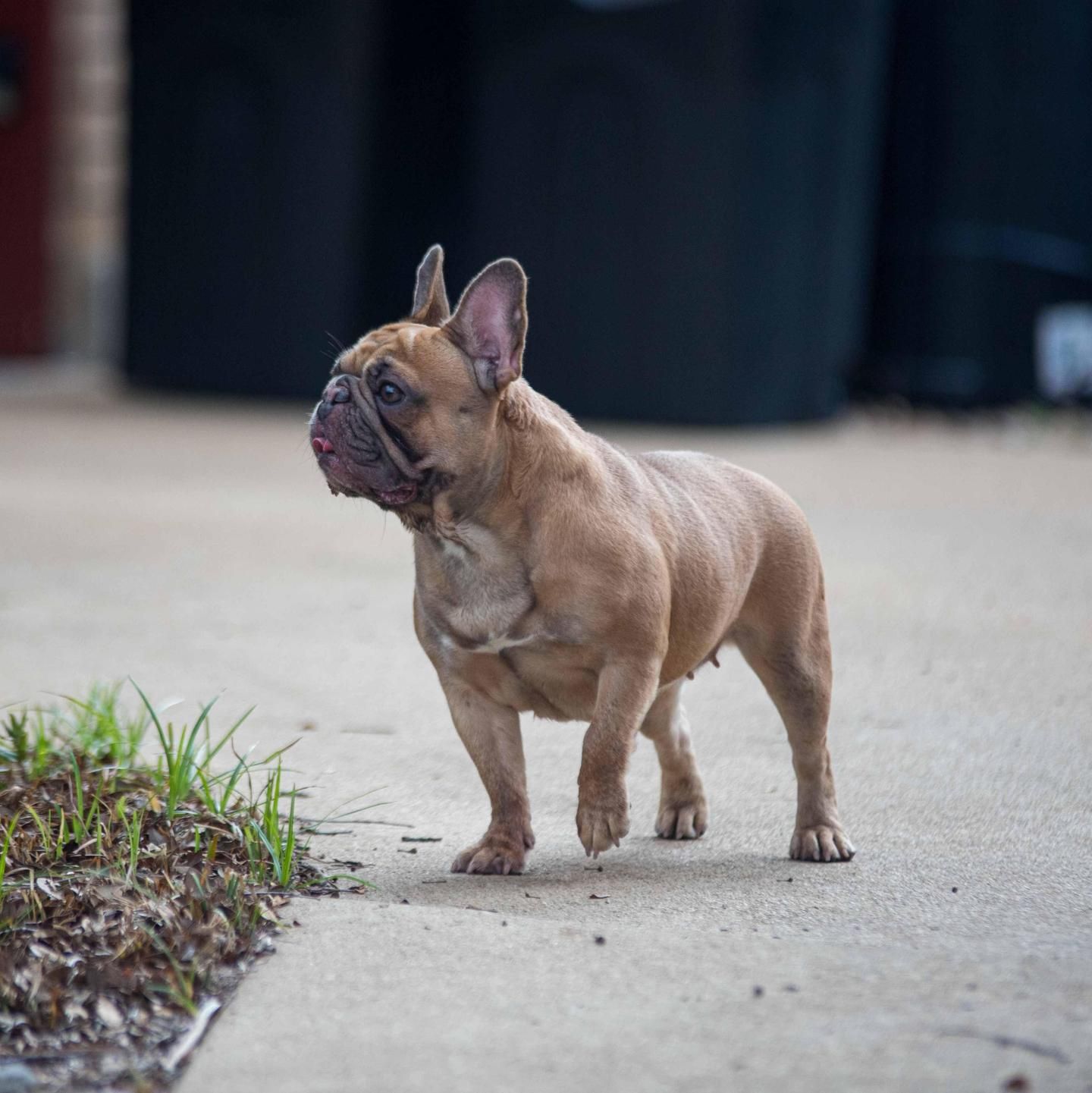 Um Frenchie fulvo azul em pé do lado de fora em uma calçada